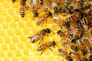 Bienenhonig ist nicht vegan